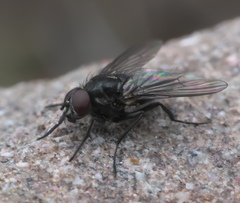 Thricops septentrionalis