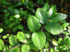 Viburnum taitoense