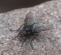 Thricops septentrionalis