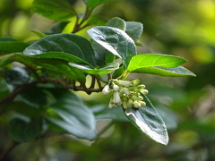 Viburnum taitoense
