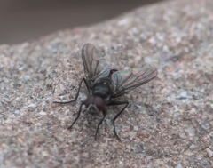 Thricops septentrionalis