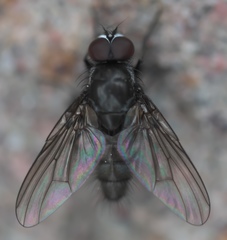 Thricops septentrionalis