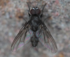 Thricops septentrionalis