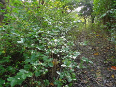 Viburnum taitoense