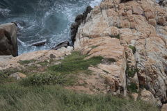 Ctenosaura pectinata