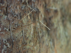 Brachypremna dispellens