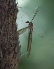 Brachypremna dispellens