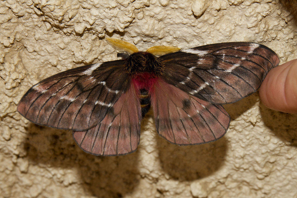 Manodirphia manes