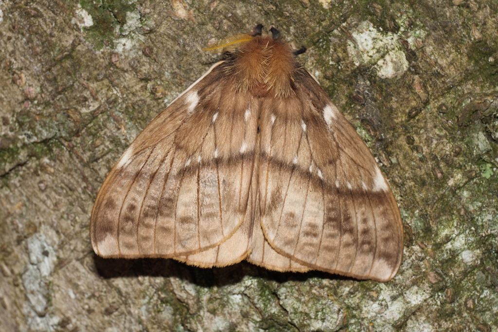 Lemaireodirphia hoegei
