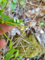 Veronica ligustrifolia