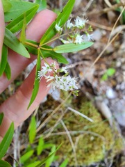 Veronica ligustrifolia