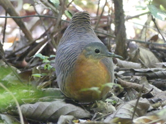 Variegated Tinamou photo 4
