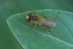 Toxomerus jussiaeae