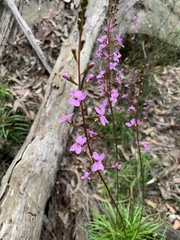 Stylidium productum