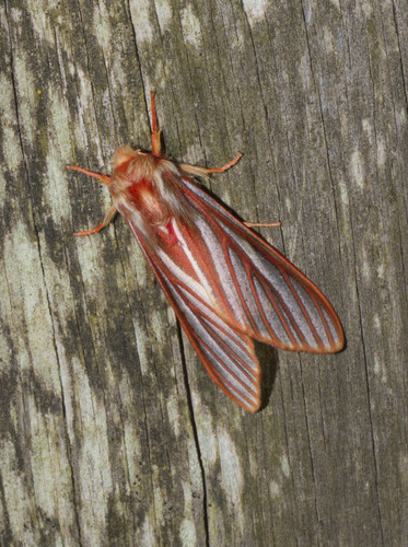 Pseudohemihyalea syracosia