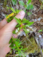 Veronica ligustrifolia