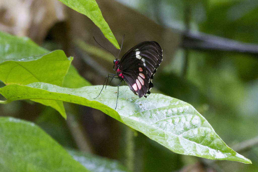 Wedge-spotted Cattleheart