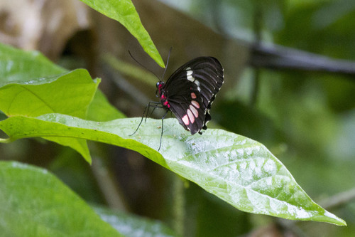 Wedge-spotted Cattleheart