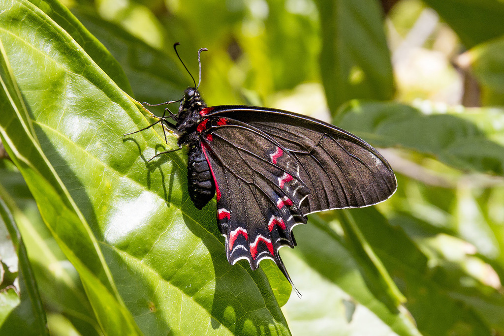 Mimoides thymbraeus