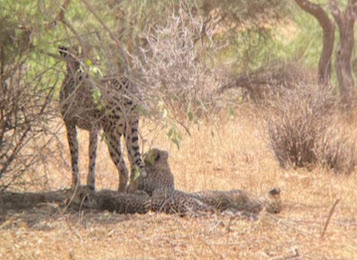 Southern and Eastern African Cheetah