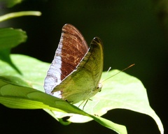 Tanaecia godartii asoka