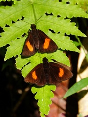 Koruthaialos rubecula