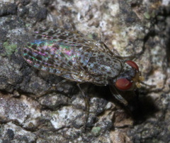 Traginops irroratus