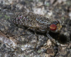 Traginops irroratus