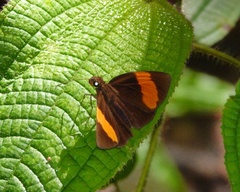 Ancistroides armatus