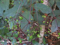 Mackinlaya confusa