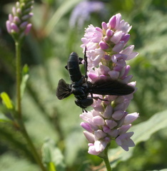 Galactomyia