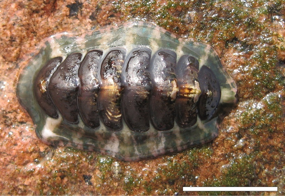 Chilean chiton