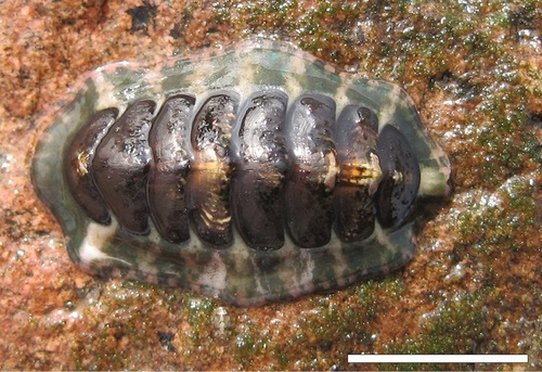 Chilean chiton