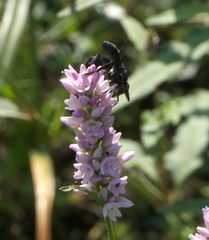Galactomyia