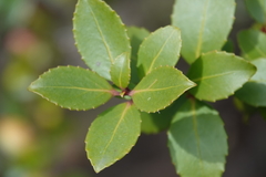 Maytenus magellanica