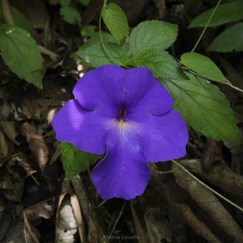 Achimenes longiflora, photograph 2