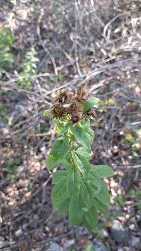 Pentanema helveticum, photograph 5