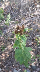 Pentanema helveticum, photograph Noé Fleury Frouart, CC BY, iNaturalist via GBIF