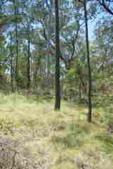 Eucalyptus macrorhyncha