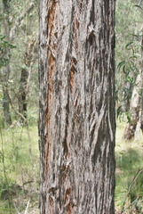 Eucalyptus macrorhyncha