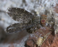 Trypetisoma sticticum
