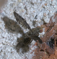 Trypetisoma sticticum