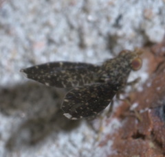 Trypetisoma sticticum