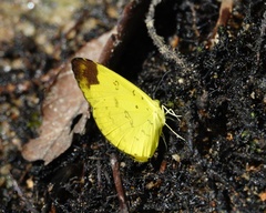 Eurema simulatrix