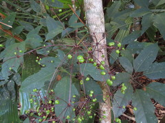 Mackinlaya confusa