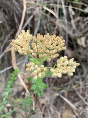 Cassinia denticulata
