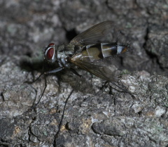 Zelia vertebrata