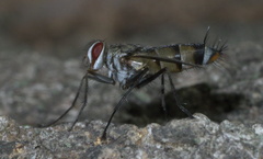 Zelia vertebrata