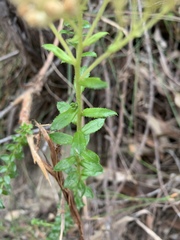 Cassinia denticulata