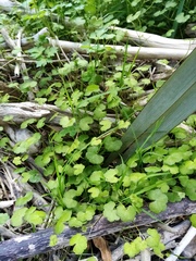 Hydrocotyle robusta